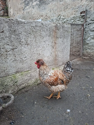 Vand cocosi - imagine 4