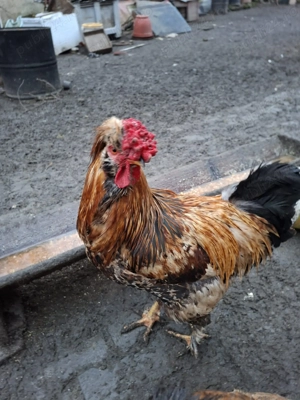 Vand cocosi - imagine 2