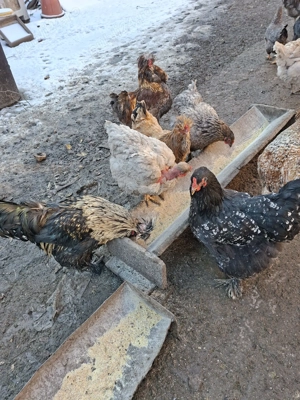 Vand cocosi - imagine 3