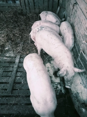 purcei de vânzare  - imagine 4