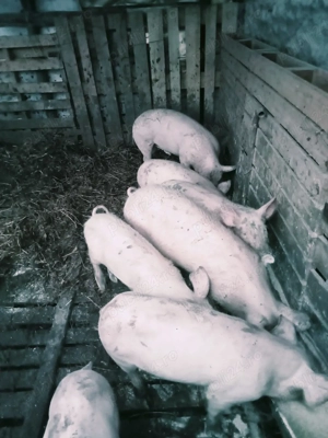 purcei de vânzare  - imagine 3