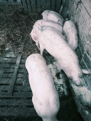 purcei de vânzare  - imagine 2