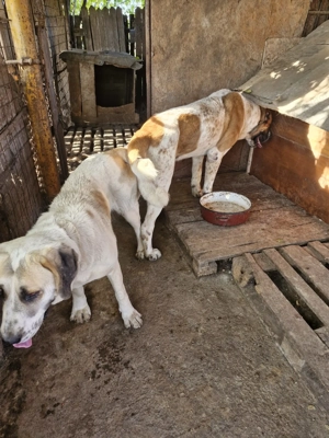 Asia Centrala - imagine 3