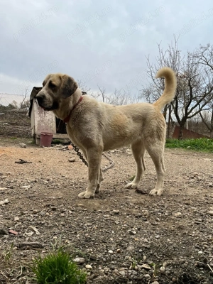 Asia Centrala - imagine 5