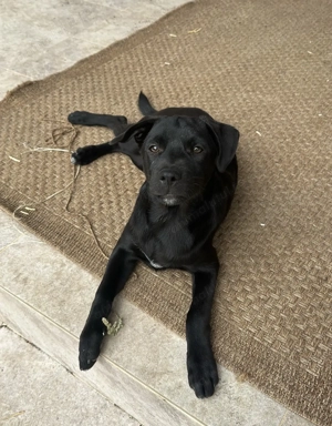 Caini spre adoptie - imagine 2