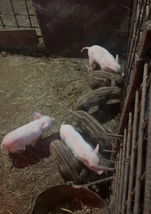 De vânzare , toate marimile - imagine 2