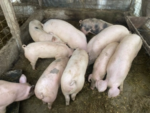 Porci si purcei de vanzare !