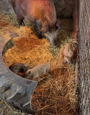 De vânzare , toate marimile