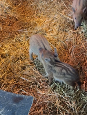 De vânzare , toate marimile - imagine 5