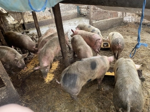 Porci si purcei de vanzare ! - imagine 2