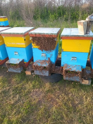 Schimb 4 4 Cu Famili De Albine - imagine 3