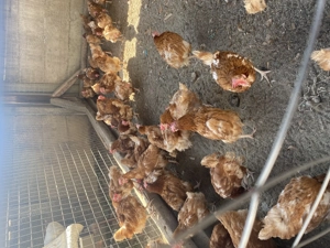 Vând găini sau schimb cu diverse - imagine 2