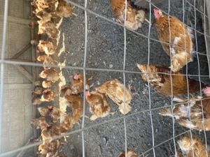 Vând găini sau schimb cu diverse