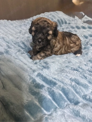 4 pui bichon havanez de 1 luna  îsi cauta stapani  - imagine 2