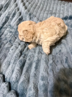 4 pui bichon havanez de 1 luna  îsi cauta stapani  - imagine 3