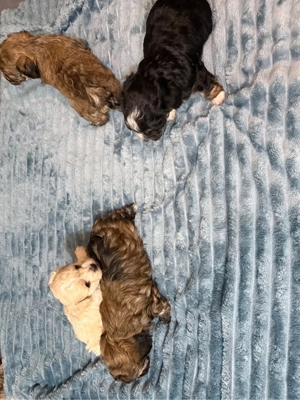 4 pui bichon havanez de 1 luna  îsi cauta stapani  - imagine 5