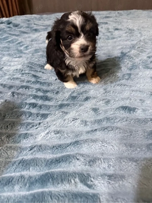 4 pui bichon havanez de 1 luna  îsi cauta stapani  - imagine 4