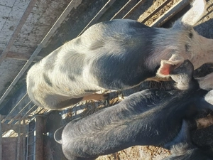 Scroafa pietran - imagine 2