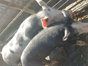 Scroafa pietran - imagine 4