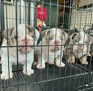 Vino să-ți iei frumoși cățeluși bulldog englez de vânzare - imagine 3