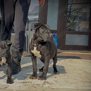 Femele Cane Corso - imagine 2