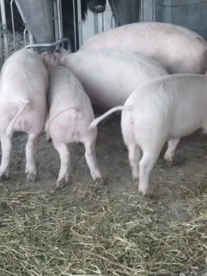 Vând porci diferite marimi