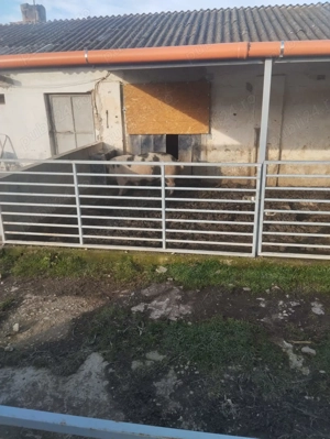 Vând porci diferite marimi - imagine 5