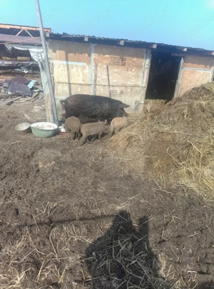 Mangalița  - imagine 4