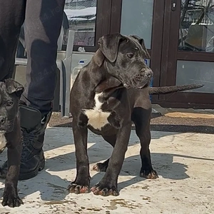 Femele Cane Corso