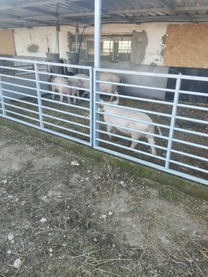 Vând porci diferite marimi - imagine 3