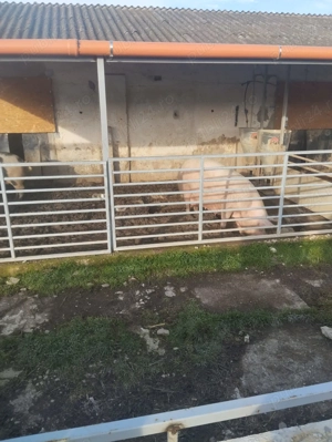 Vând porci diferite marimi - imagine 4