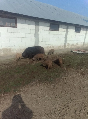 Mangalița  - imagine 3