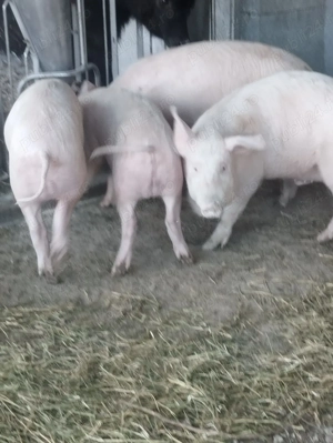 Vând porci diferite marimi - imagine 2