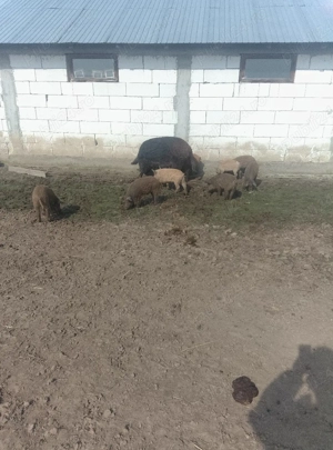 Mangalița  - imagine 5