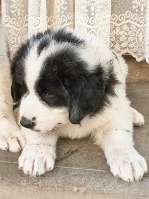 Ciobănesc de Bucovina