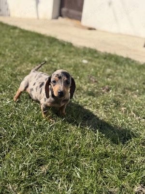 Teckel arlechin fetita