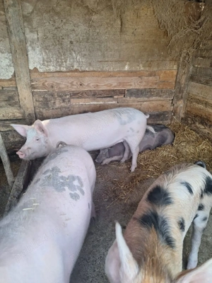Porci de vanzare - imagine 4