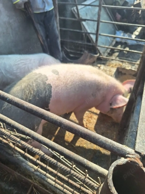 Porci de vanzare - imagine 2