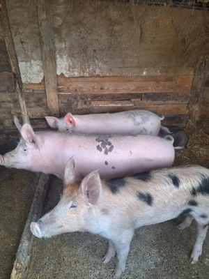 Porci de vanzare - imagine 5