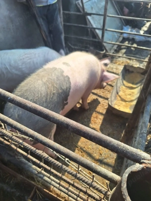 Porci de vanzare - imagine 3