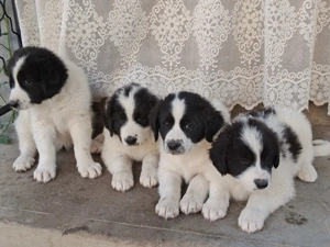 Ciobănesc de Bucovina - imagine 2