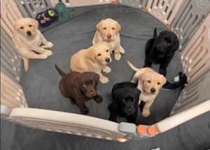 Cumpărați-vă puii drăguți de labrador