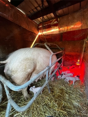 vand scroafa cu purcei marele alb 