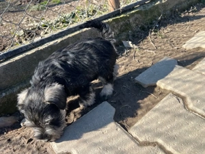 Schnauzer pitic - imagine 2