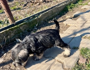 Schnauzer pitic - imagine 3