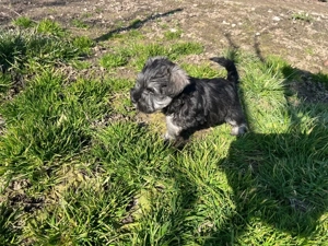 Schnauzer pitic - imagine 4