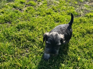 Schnauzer pitic - imagine 5