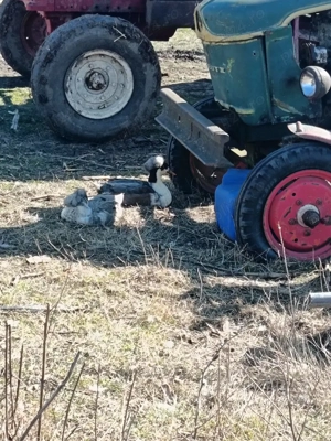 vând oua de rață pt incubat  - imagine 4