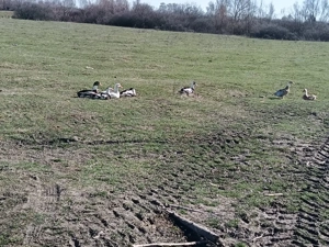 vând oua de rață pt incubat  - imagine 3