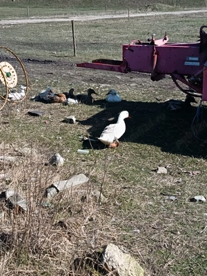 vând oua de rață pt incubat  - imagine 5